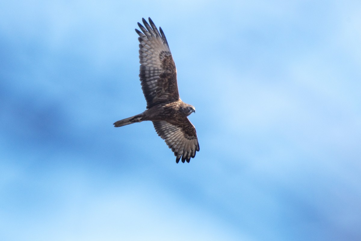 Swamp Harrier - ML640437401