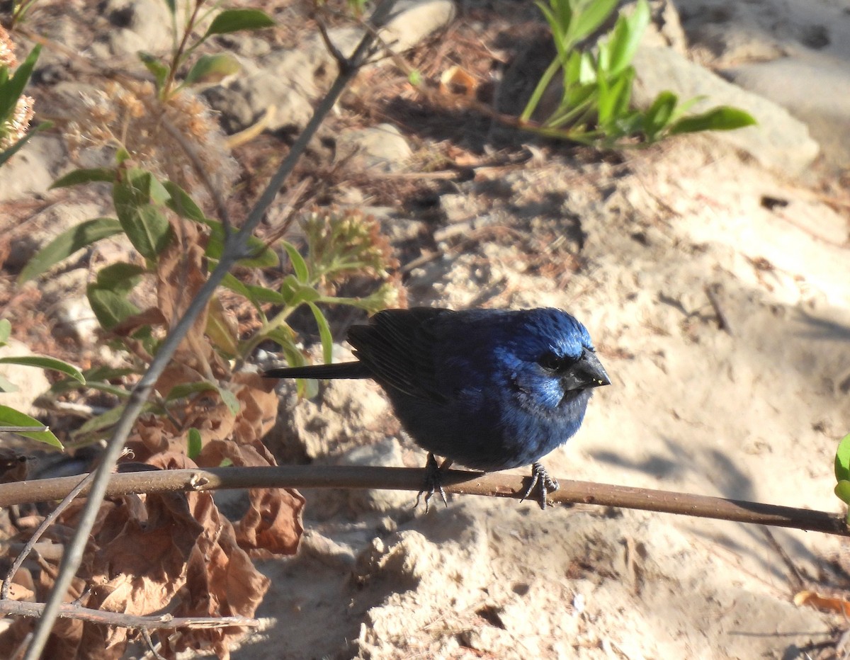 Ultramarine Grosbeak - ML640437424