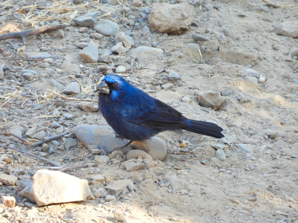 Ultramarine Grosbeak - ML640437426