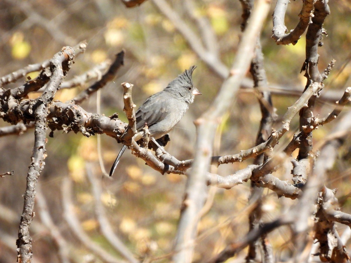 Gray-crested Finch - ML640437461
