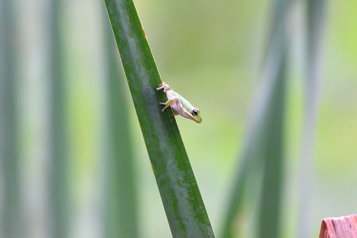 Animals - ML640437494