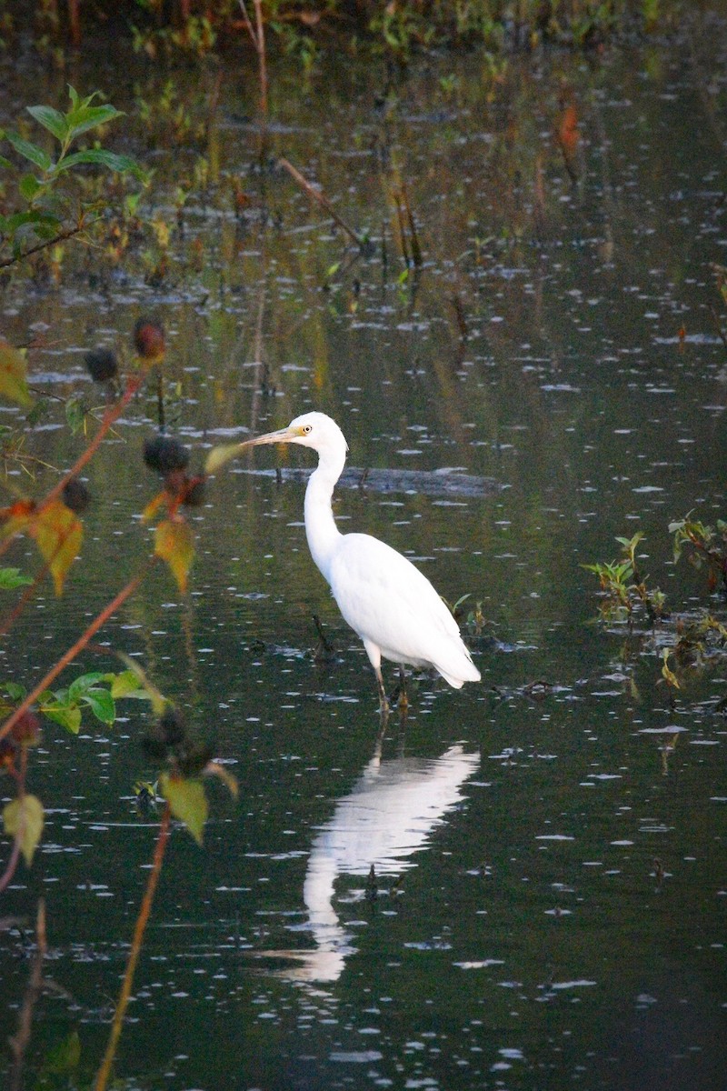 Little Blue Heron - ML640437500