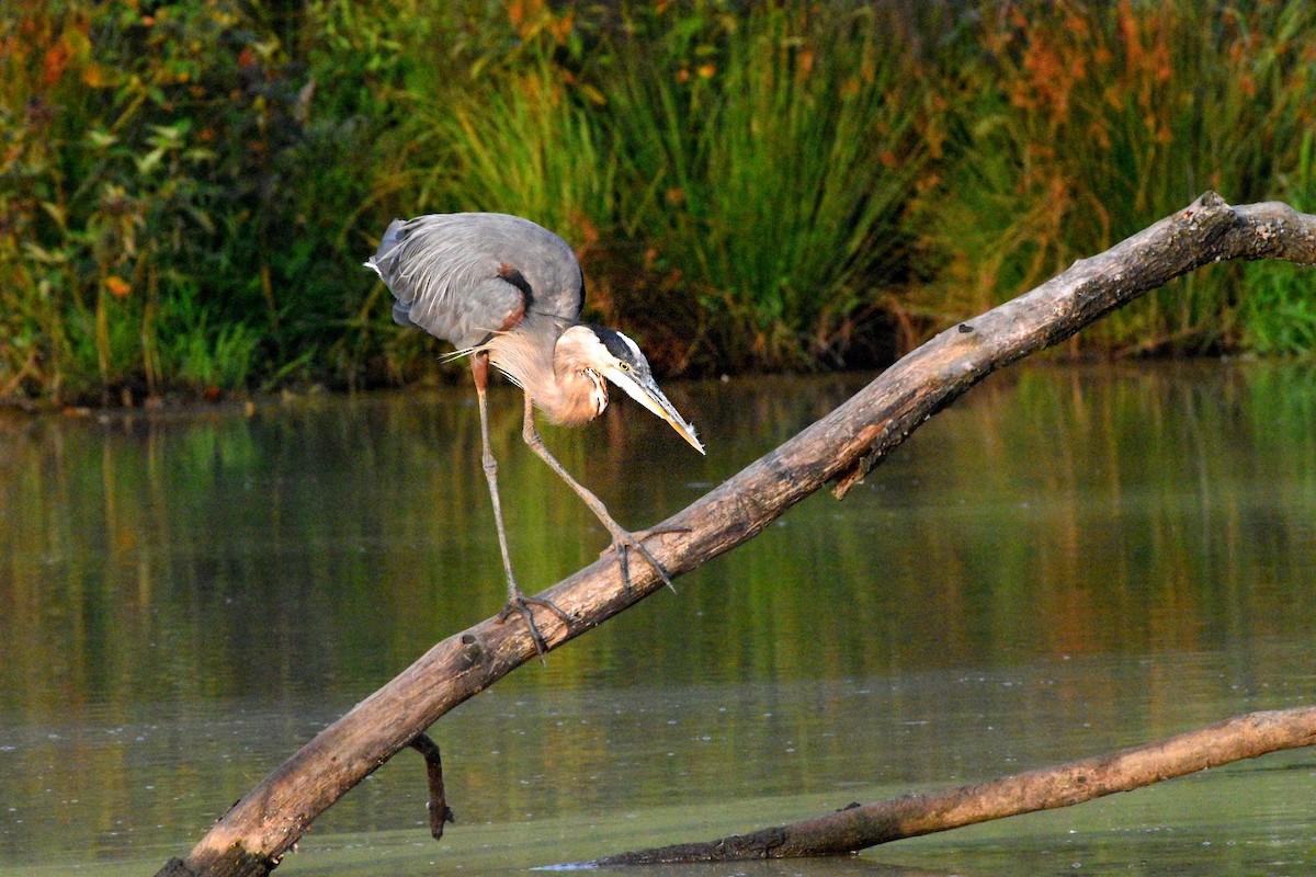 Great Blue Heron - ML640437506
