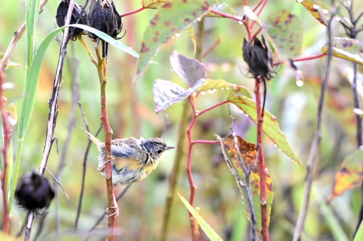 Common Yellowthroat - ML640437542