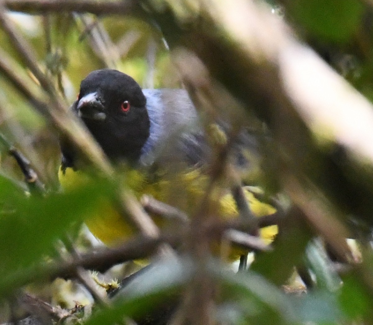 Hooded Mountain Tanager - ML640437591