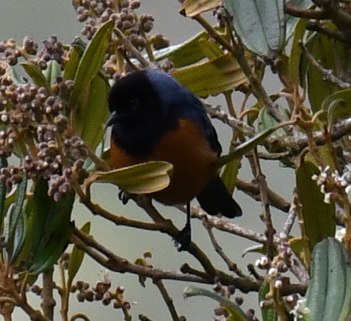 Blue-backed Conebill - ML640437597