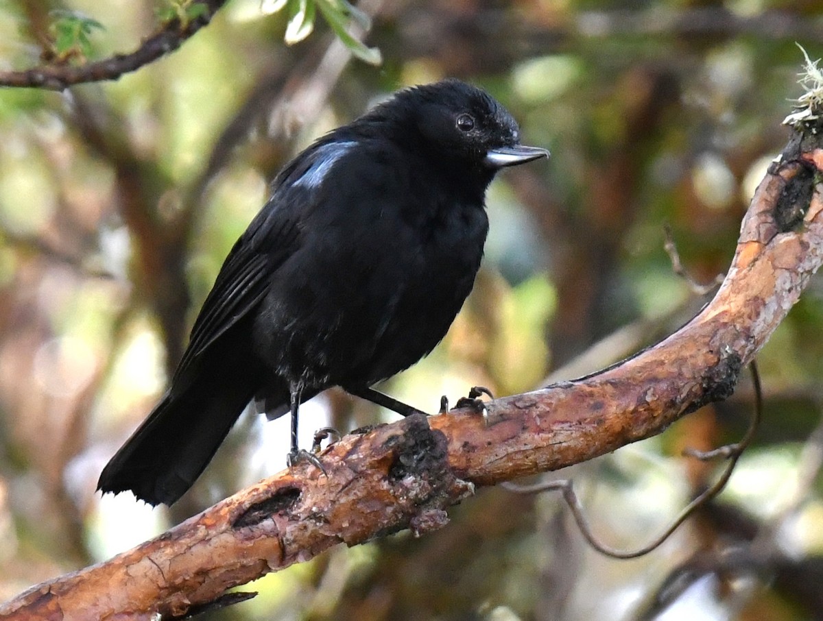 Glossy Flowerpiercer - ML640437605