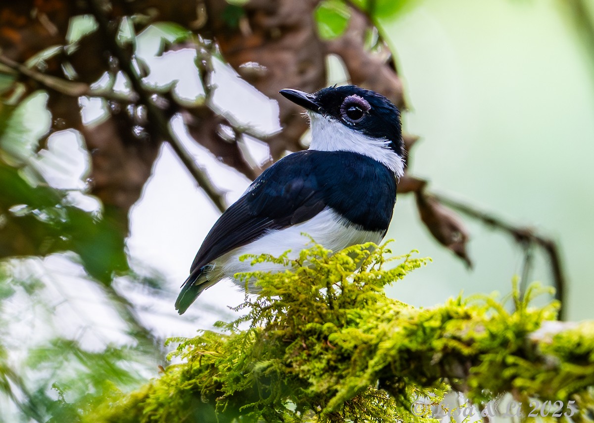Chestnut Wattle-eye - ML640437672