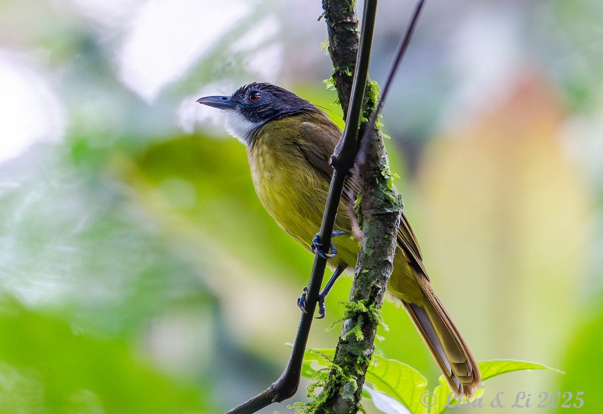 Red-tailed Greenbul - ML640437723