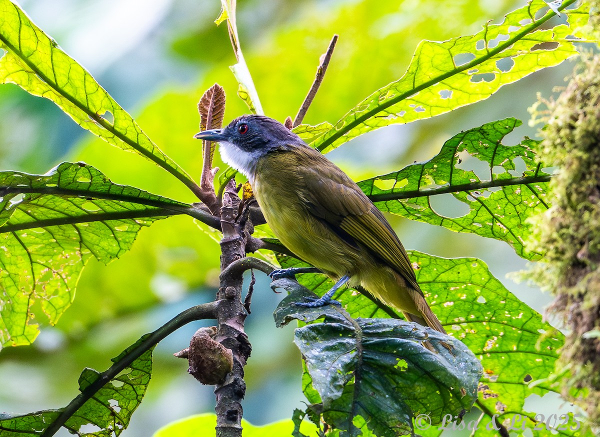 Red-tailed Greenbul - ML640437724