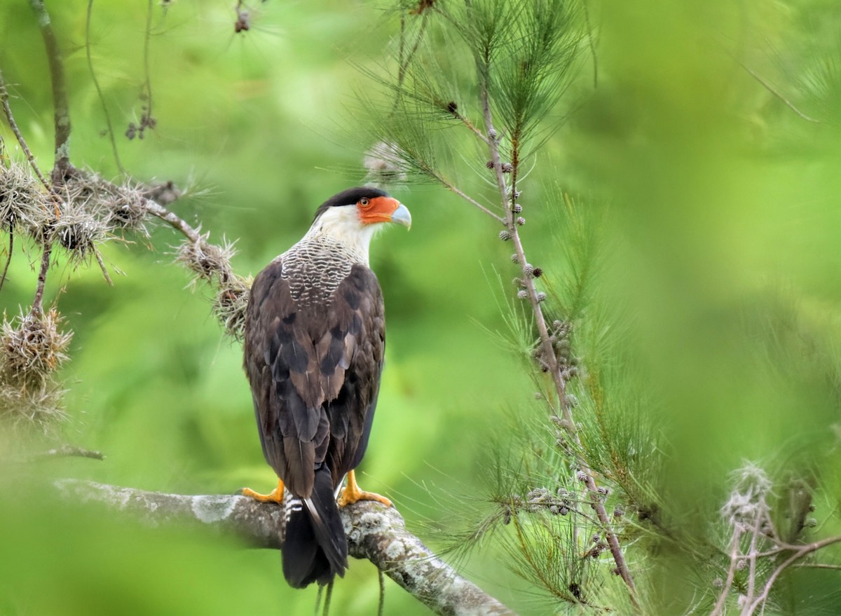 Crested Caracara - ML640437751