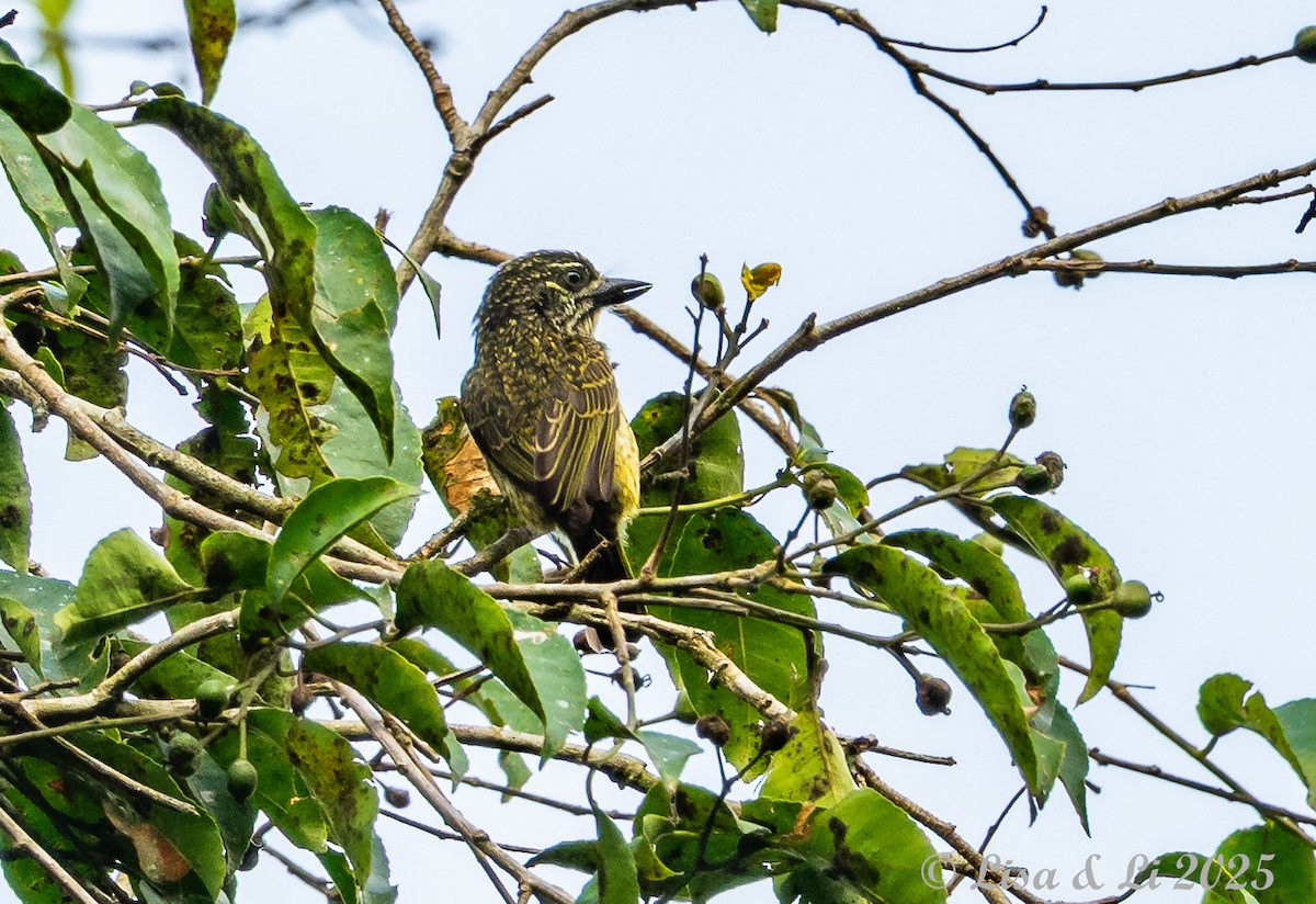 Speckled Tinkerbird - ML640437795