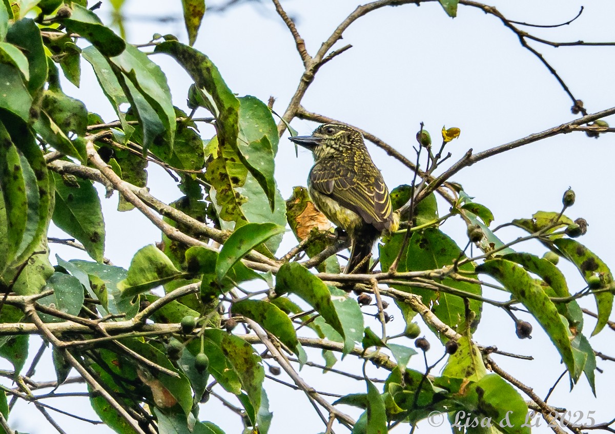 Speckled Tinkerbird - ML640437796