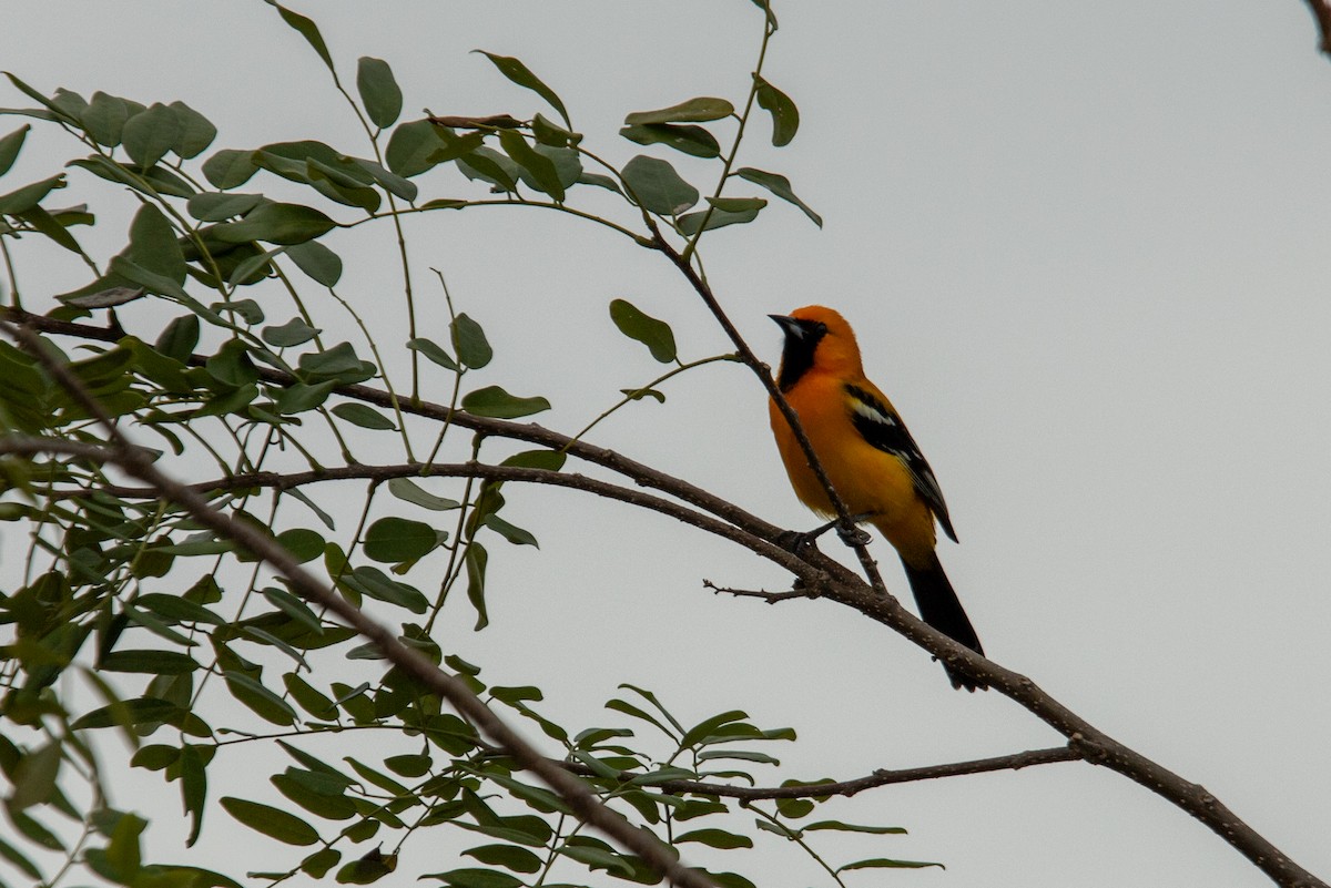 Orange Oriole - ML640437837