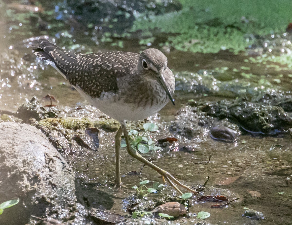 eremittsnipe - ML640437838