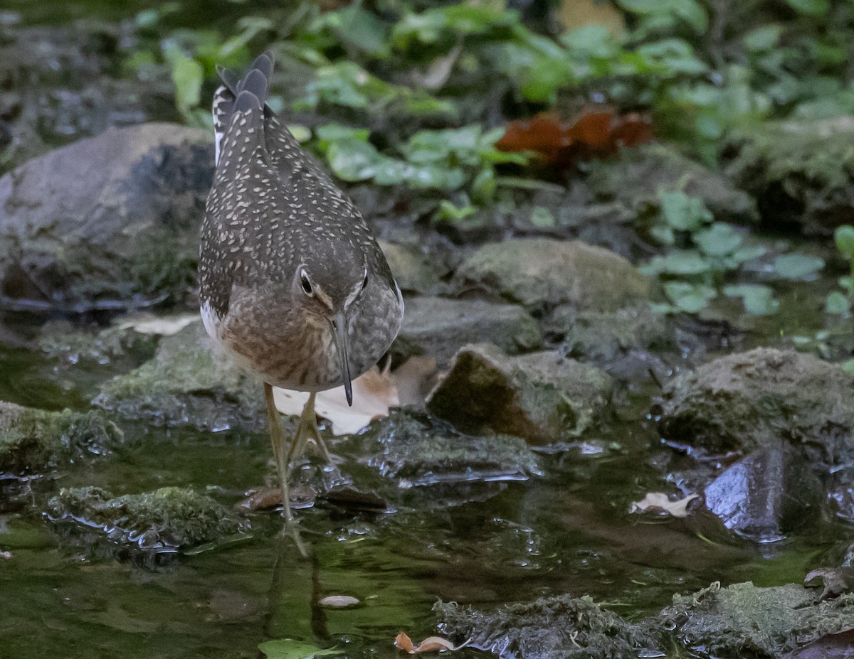 eremittsnipe - ML640437839