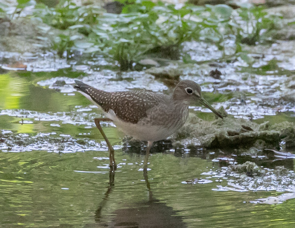 eremittsnipe - ML640437840