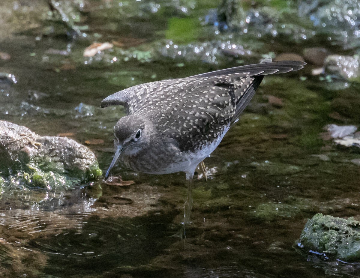 eremittsnipe - ML640437842