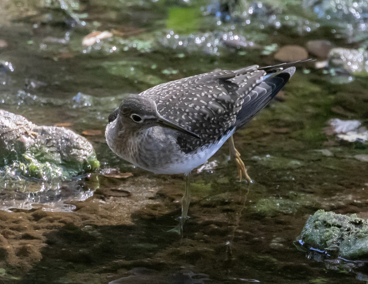 eremittsnipe - ML640437843