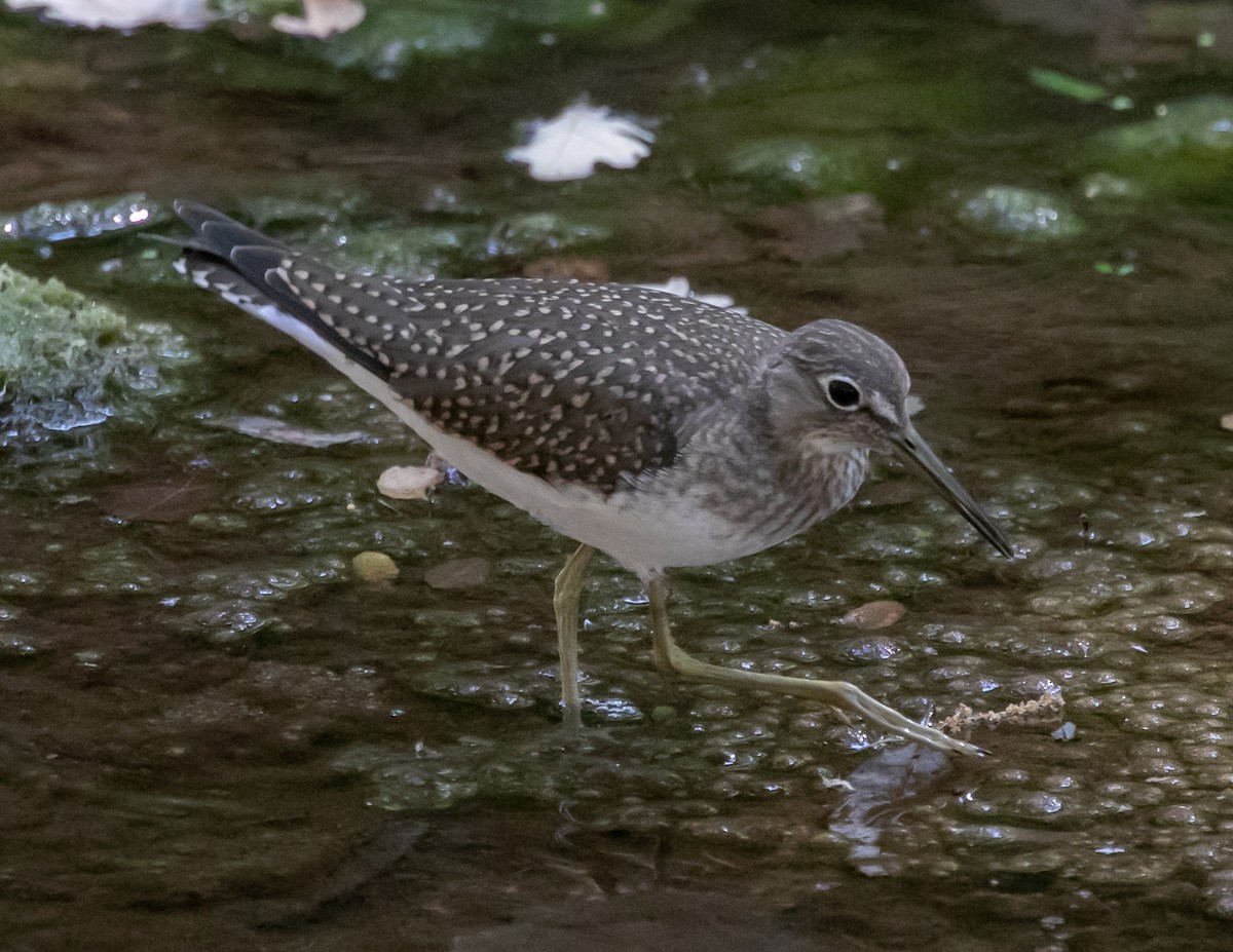 eremittsnipe - ML640437845
