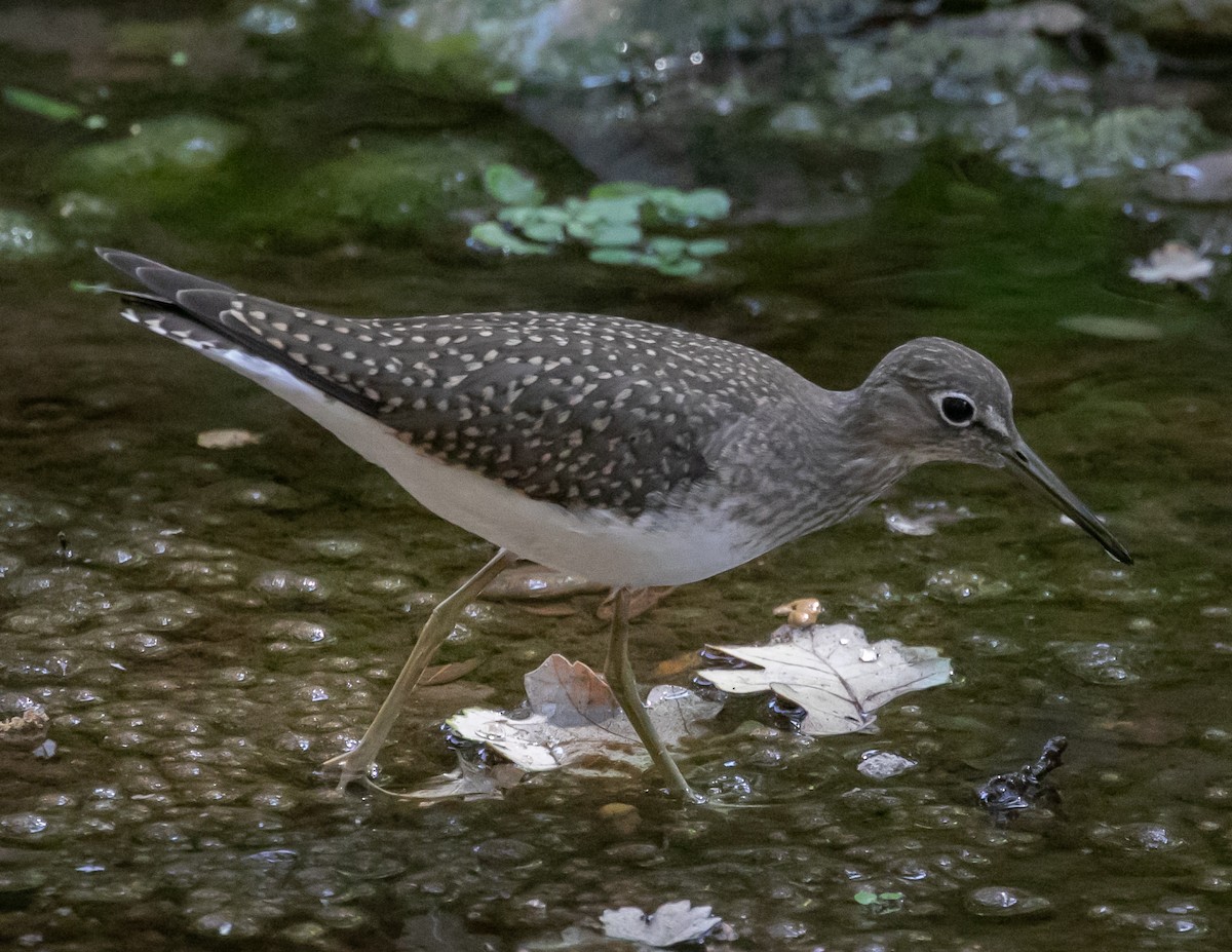 eremittsnipe - ML640437846
