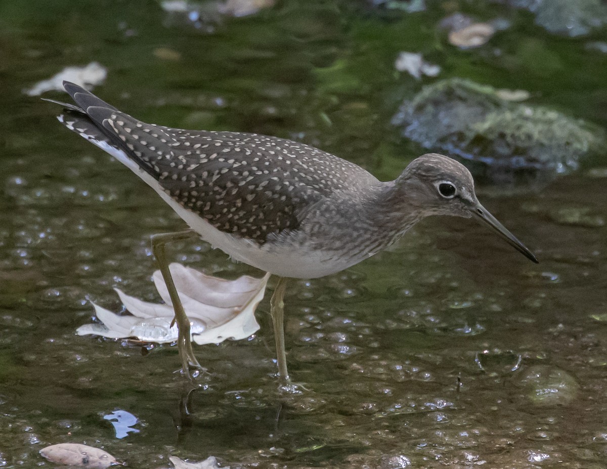 eremittsnipe - ML640437847