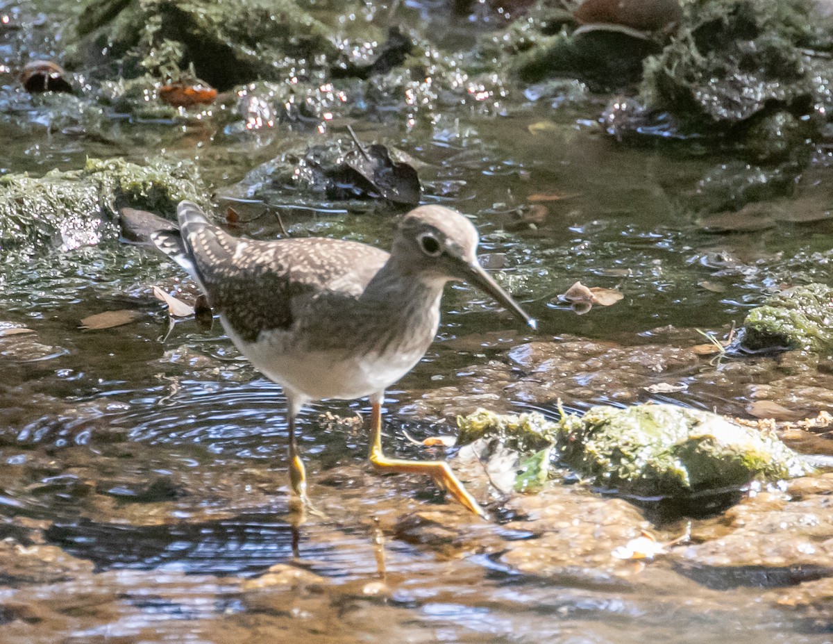 eremittsnipe - ML640437848