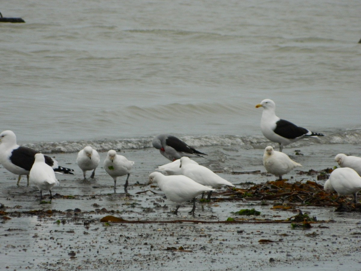 Snowy Sheathbill - ML640437851