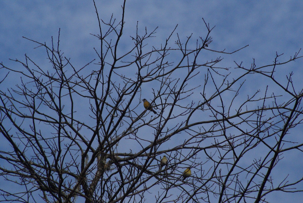 Patagonian Sierra Finch - ML640437854