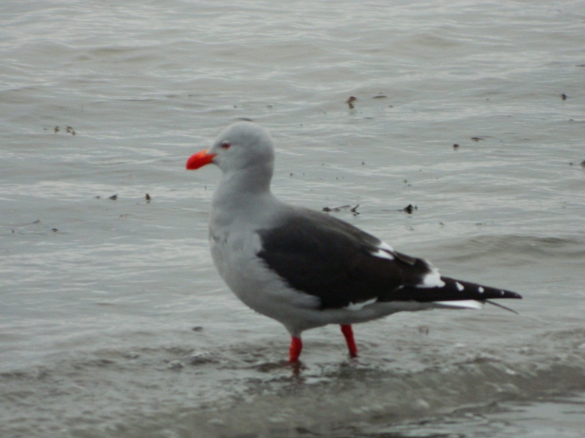 Dolphin Gull - ML640437886