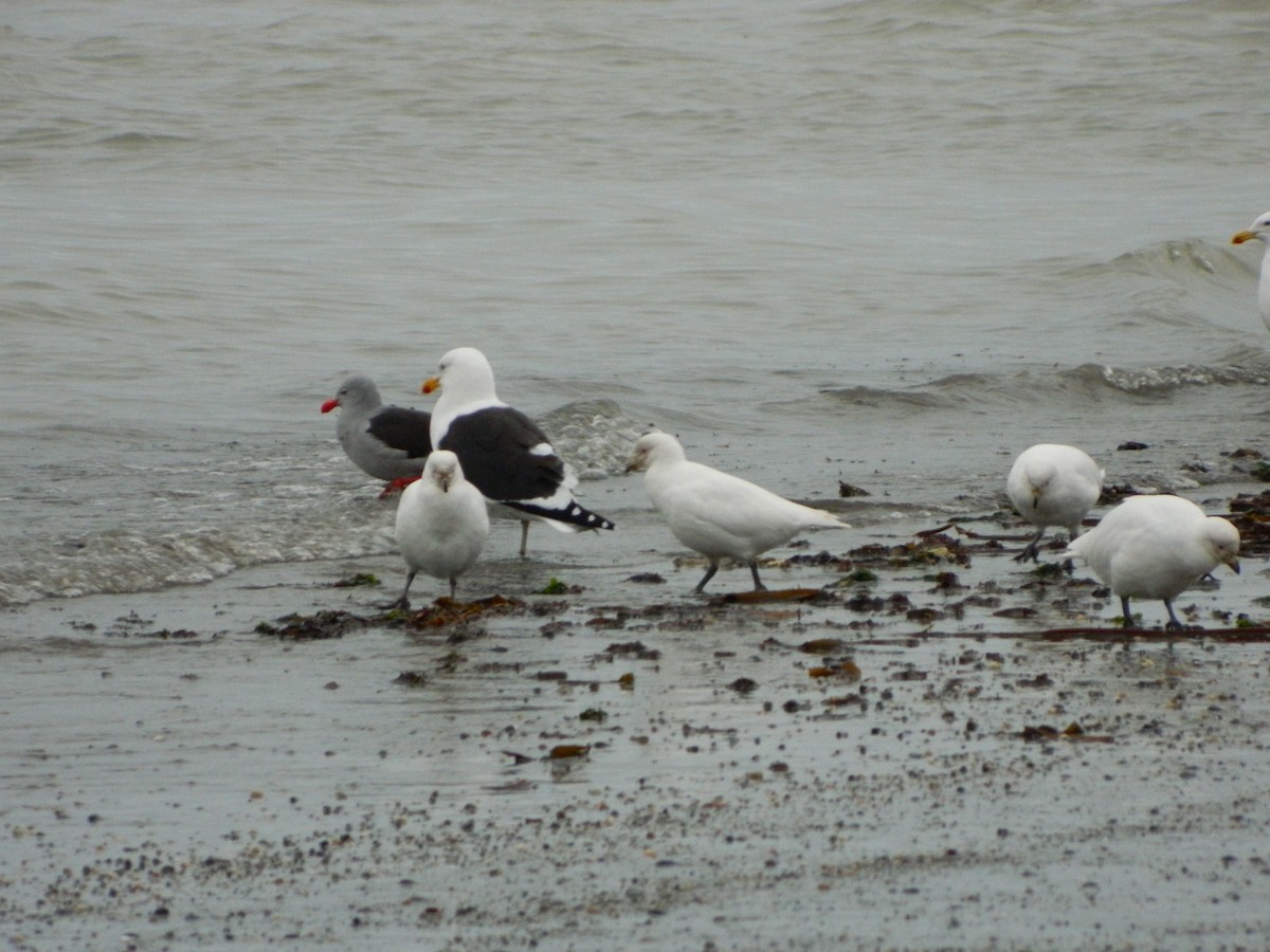 Snowy Sheathbill - ML640437930