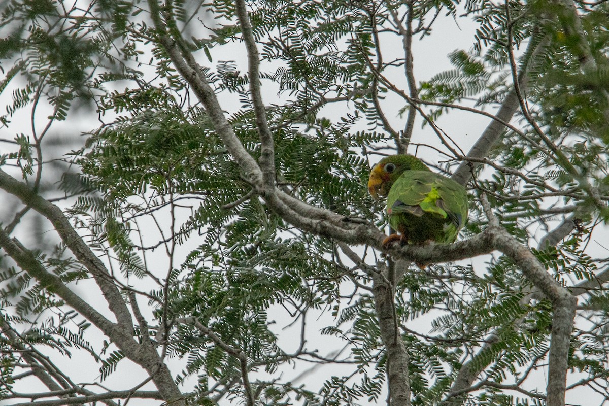 Yellow-lored Amazon - ML640437936