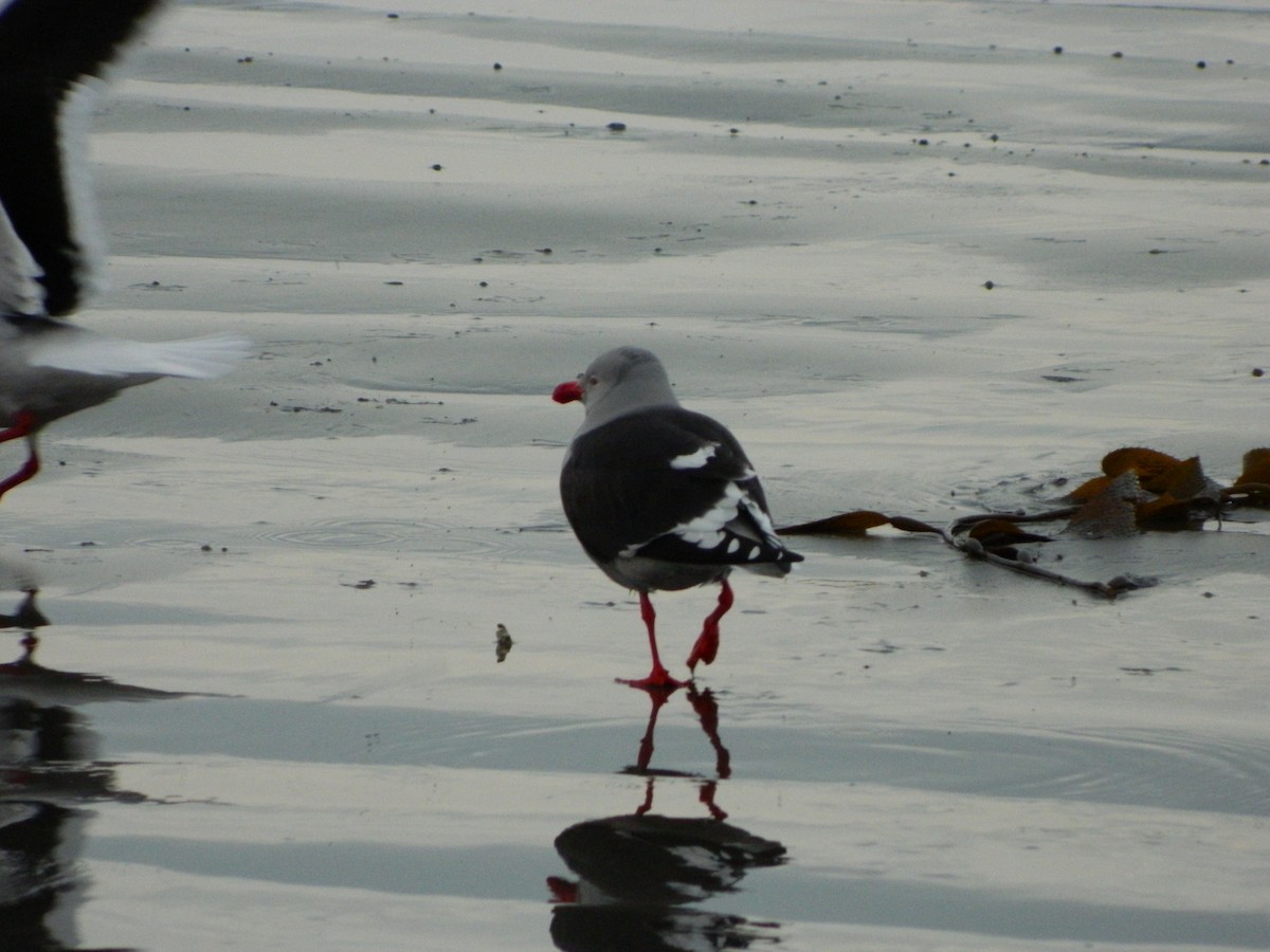 Dolphin Gull - ML640437955