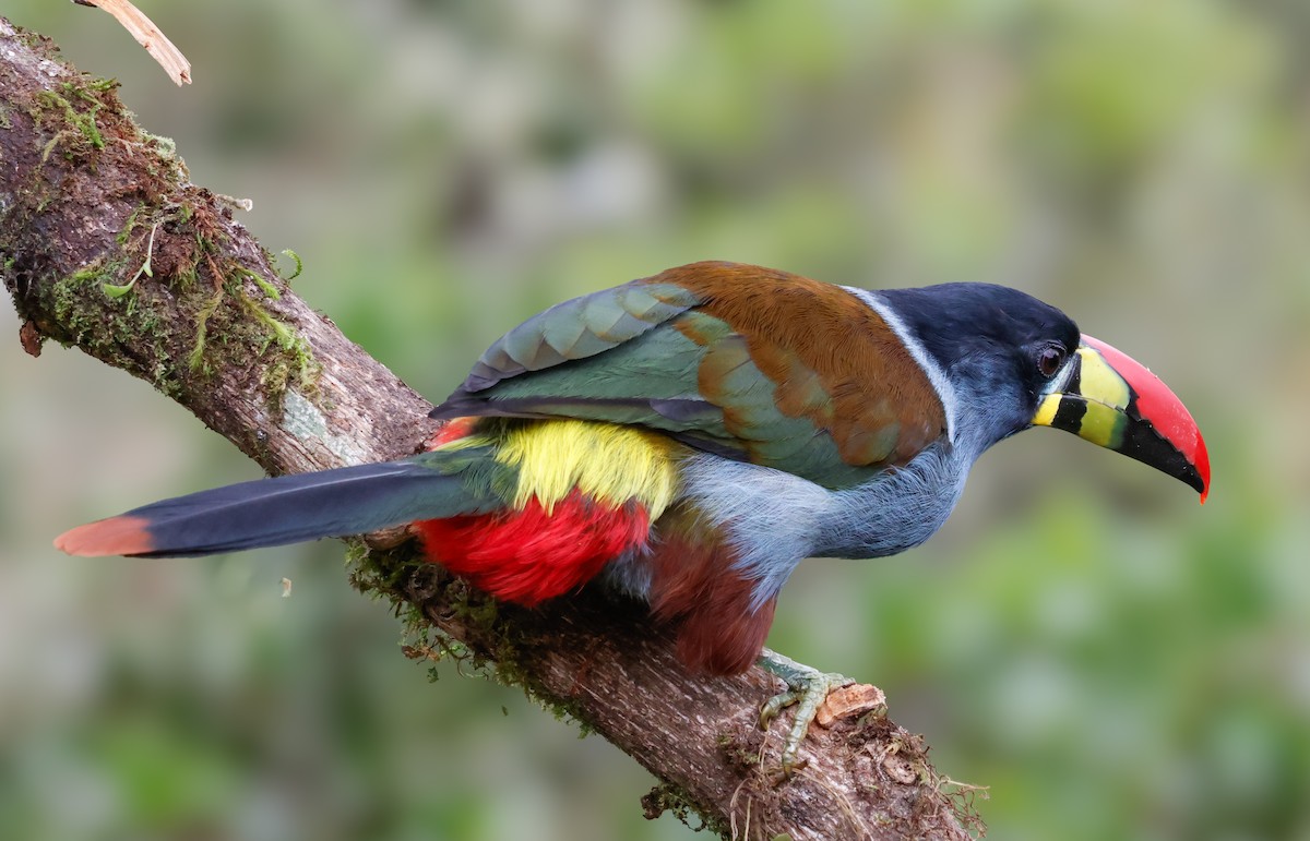 Gray-breasted Mountain-Toucan - ML640437985