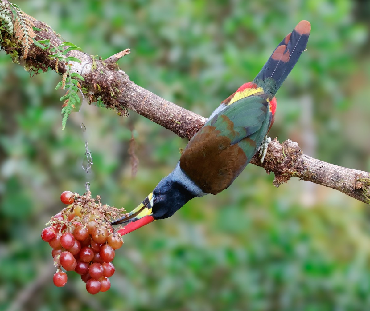 Gray-breasted Mountain-Toucan - ML640437986