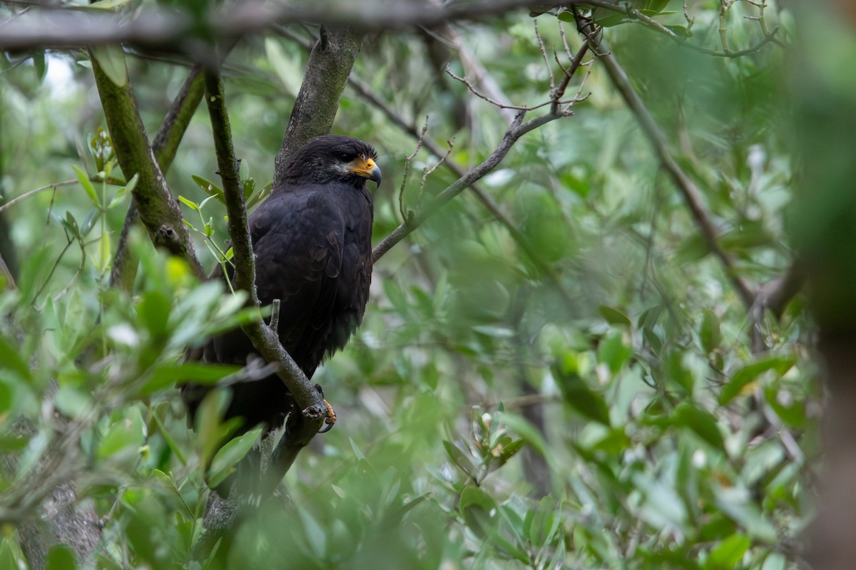 Common Black Hawk - ML640438070