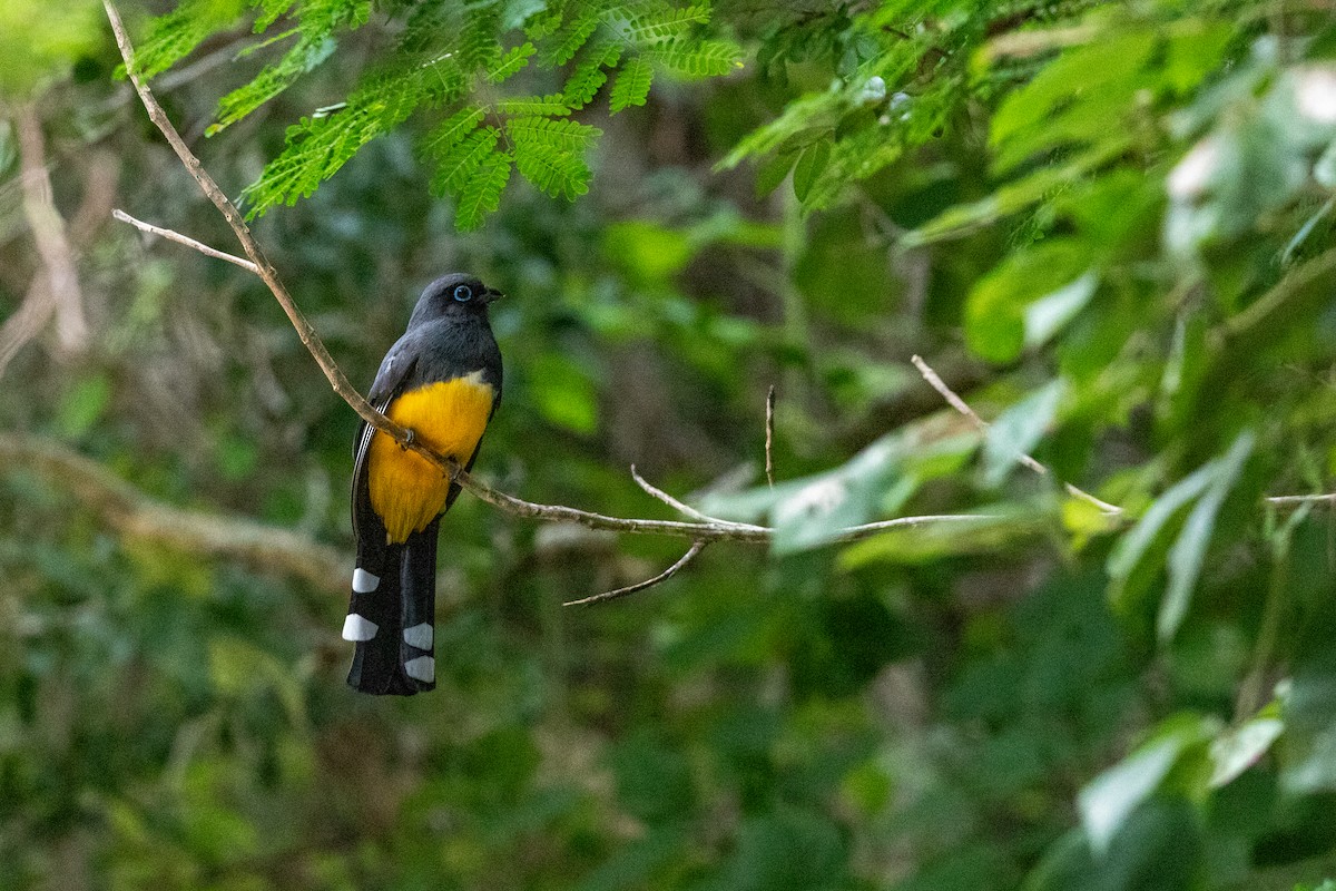 Black-headed Trogon - ML640438075