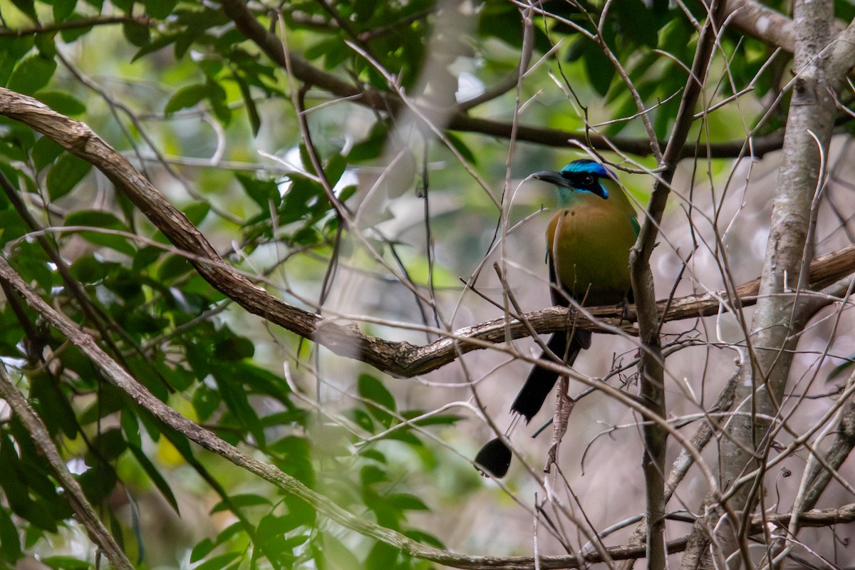 Lesson's Motmot - ML640438079