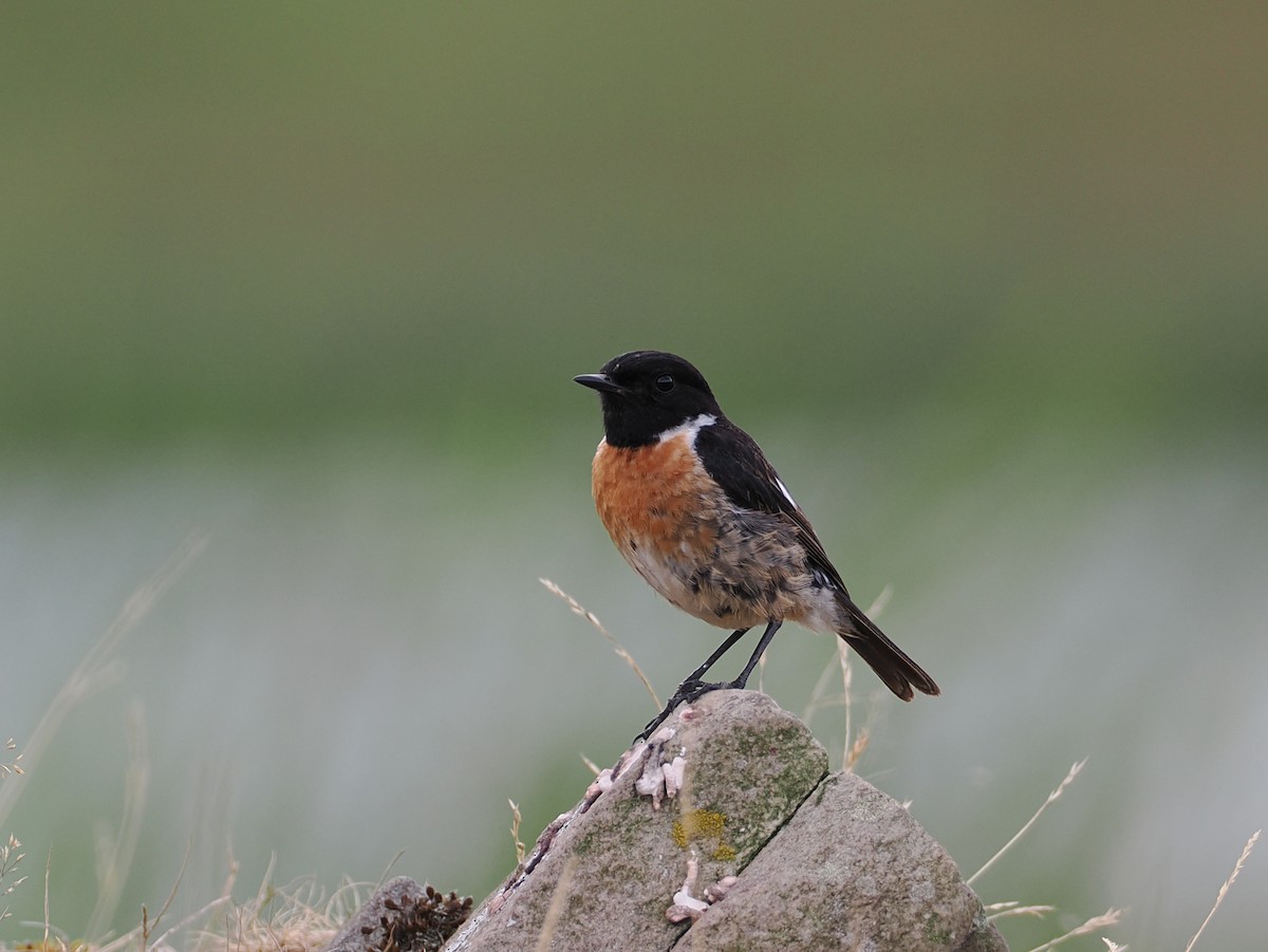 European Stonechat - ML640438080