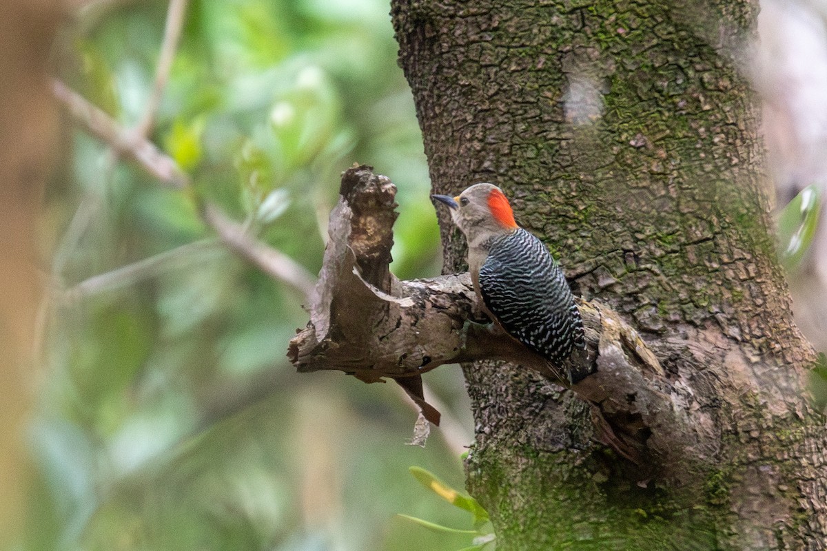 Yucatan Woodpecker - ML640438086
