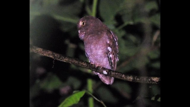 Puntarenas Screech-Owl (undescribed form) - ML640438152