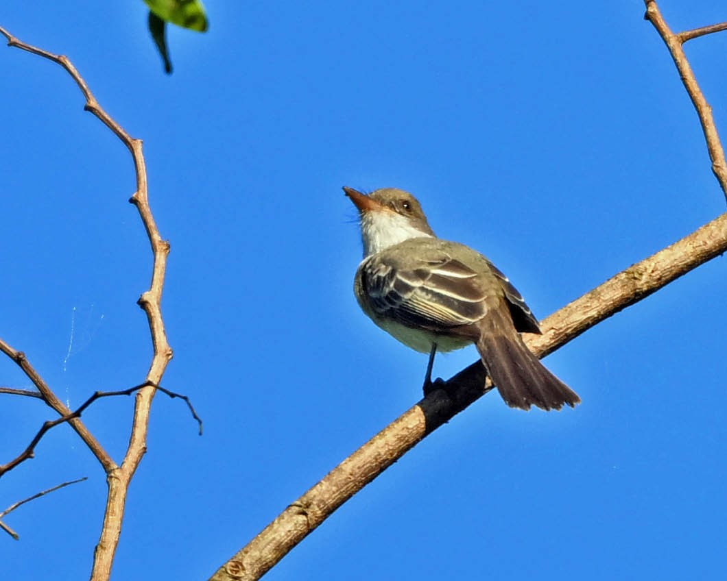 Swainson's Flycatcher - ML640438205