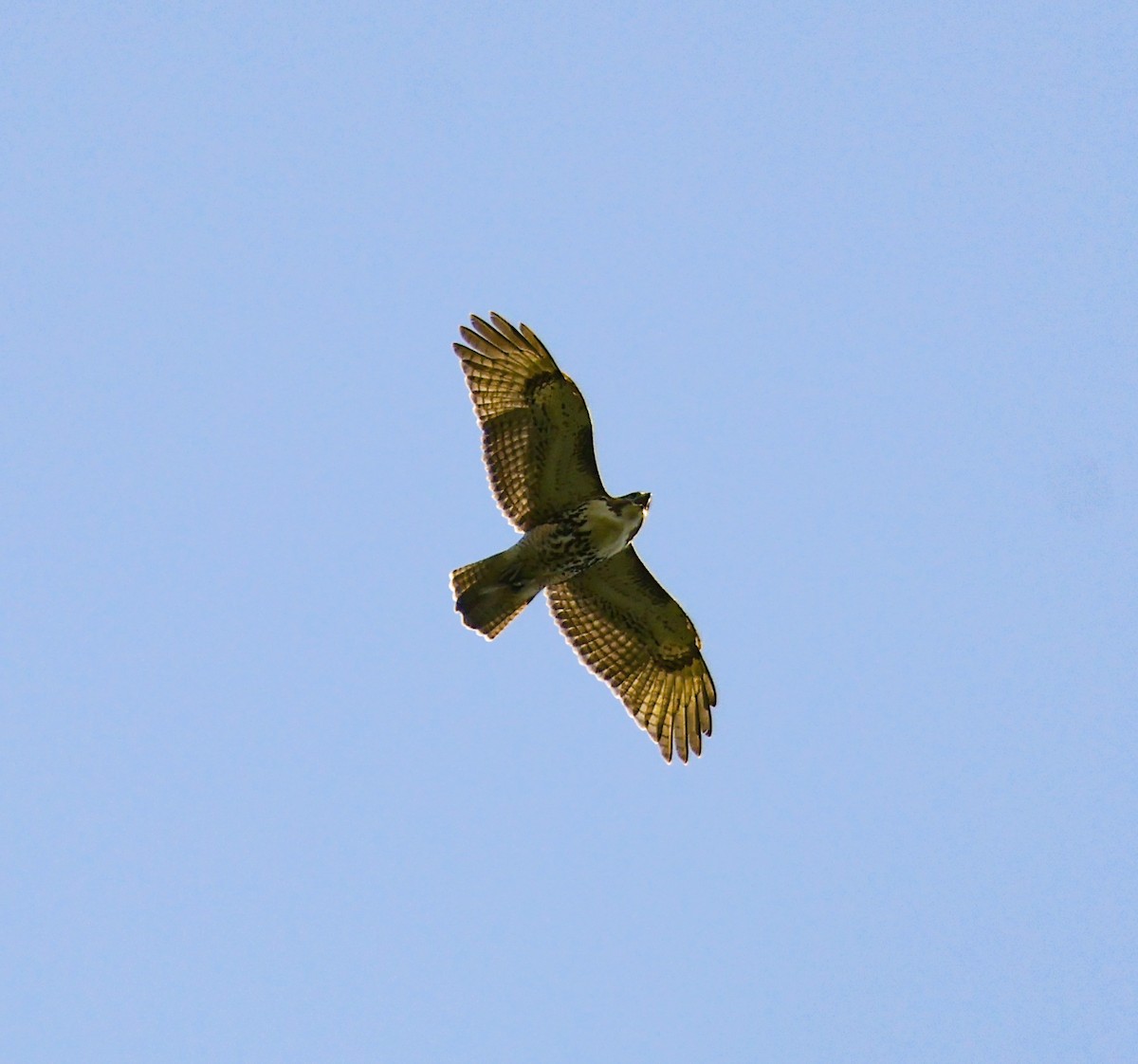 Zapelatz buztangorria - ML640438334