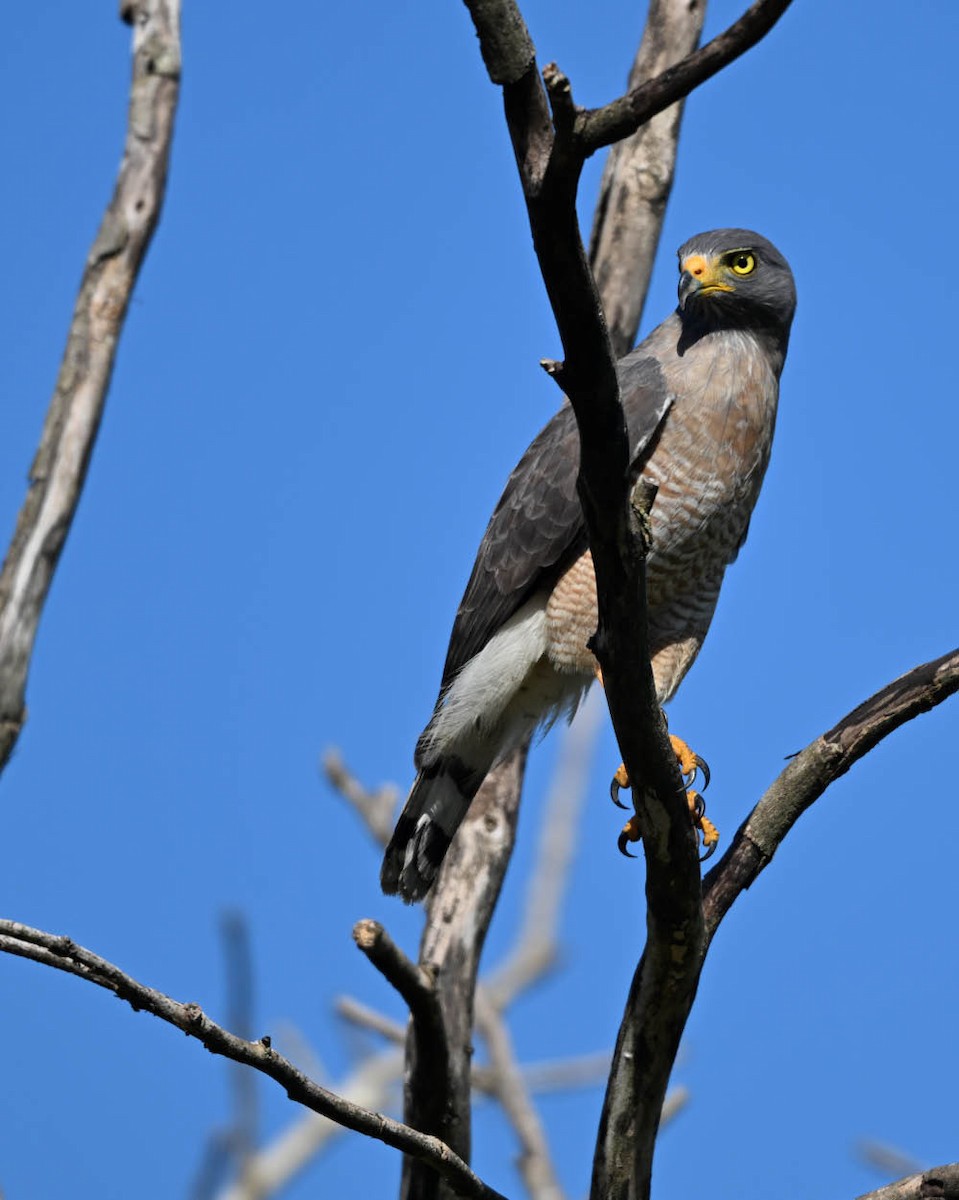 Roadside Hawk - ML640438397
