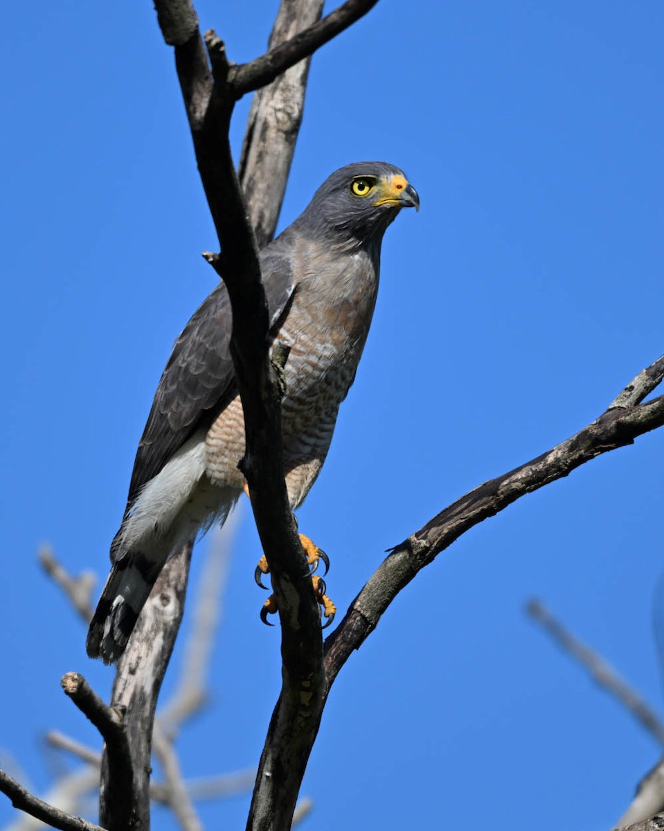 Roadside Hawk - ML640438398