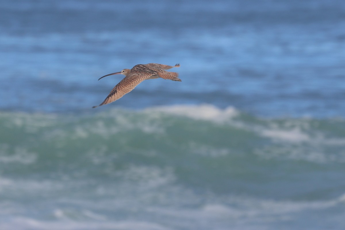 Long-billed Curlew - ML640438422