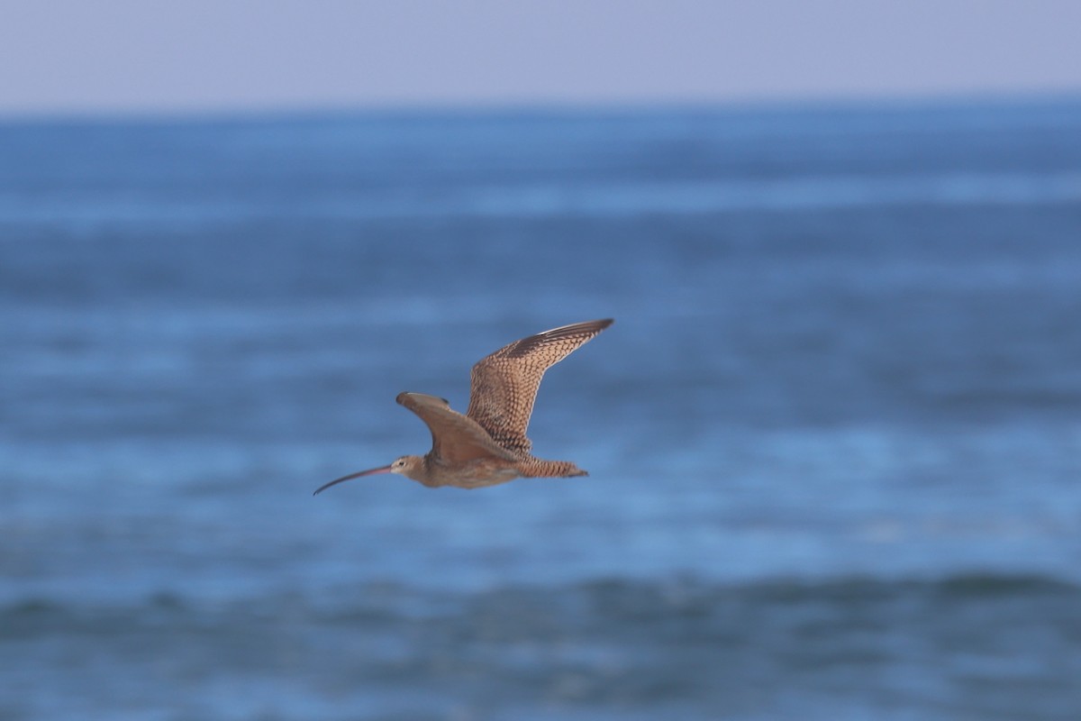 Long-billed Curlew - ML640438423