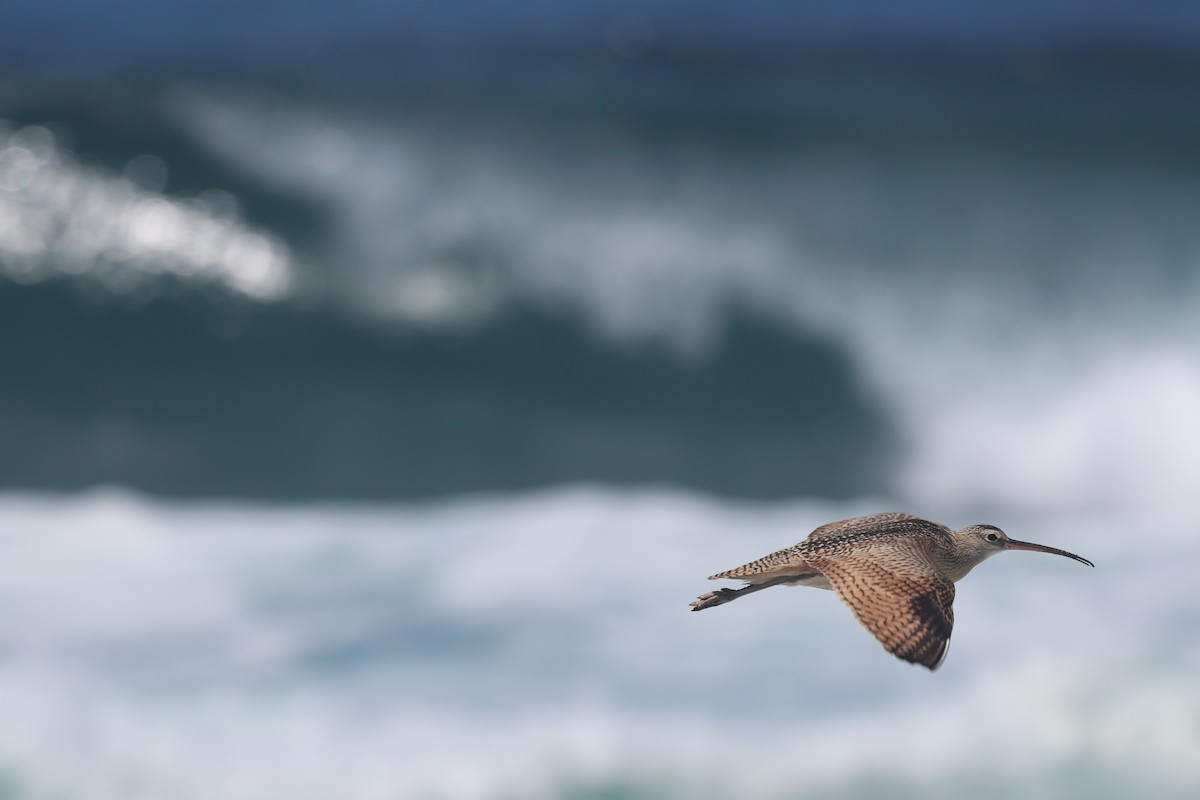 Long-billed Curlew - ML640438424