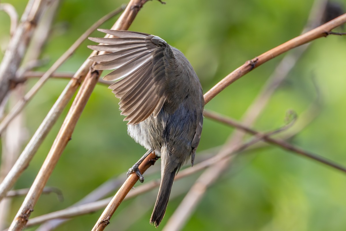 Grand Cayman Bullfinch - ML640438493