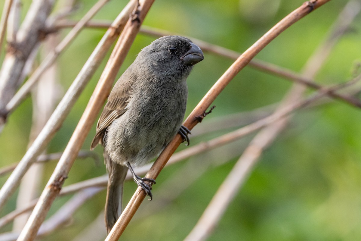 Grand Cayman Bullfinch - ML640438494